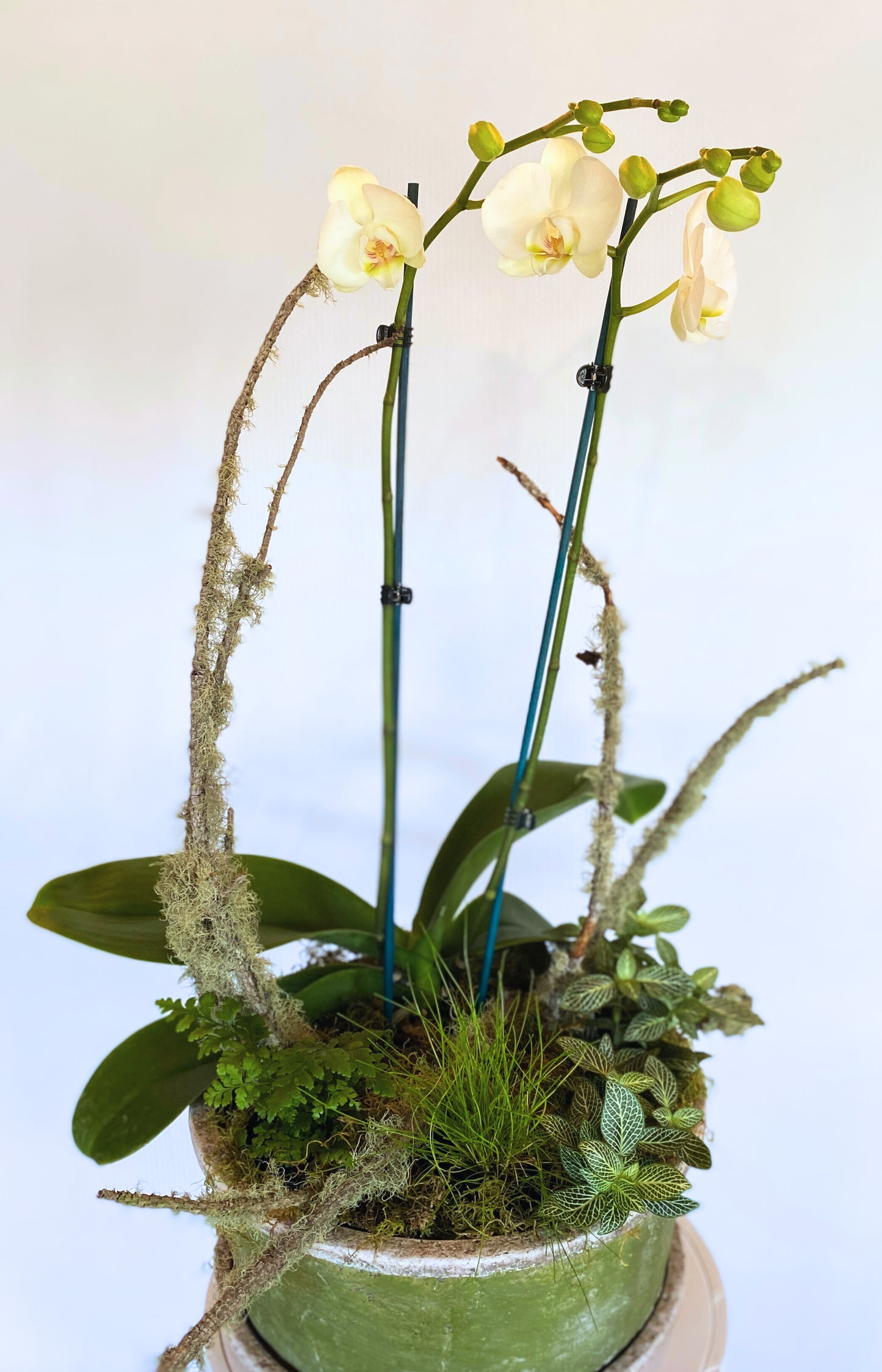 Deluxe Orchid Arrangement | White Double Stem - Large