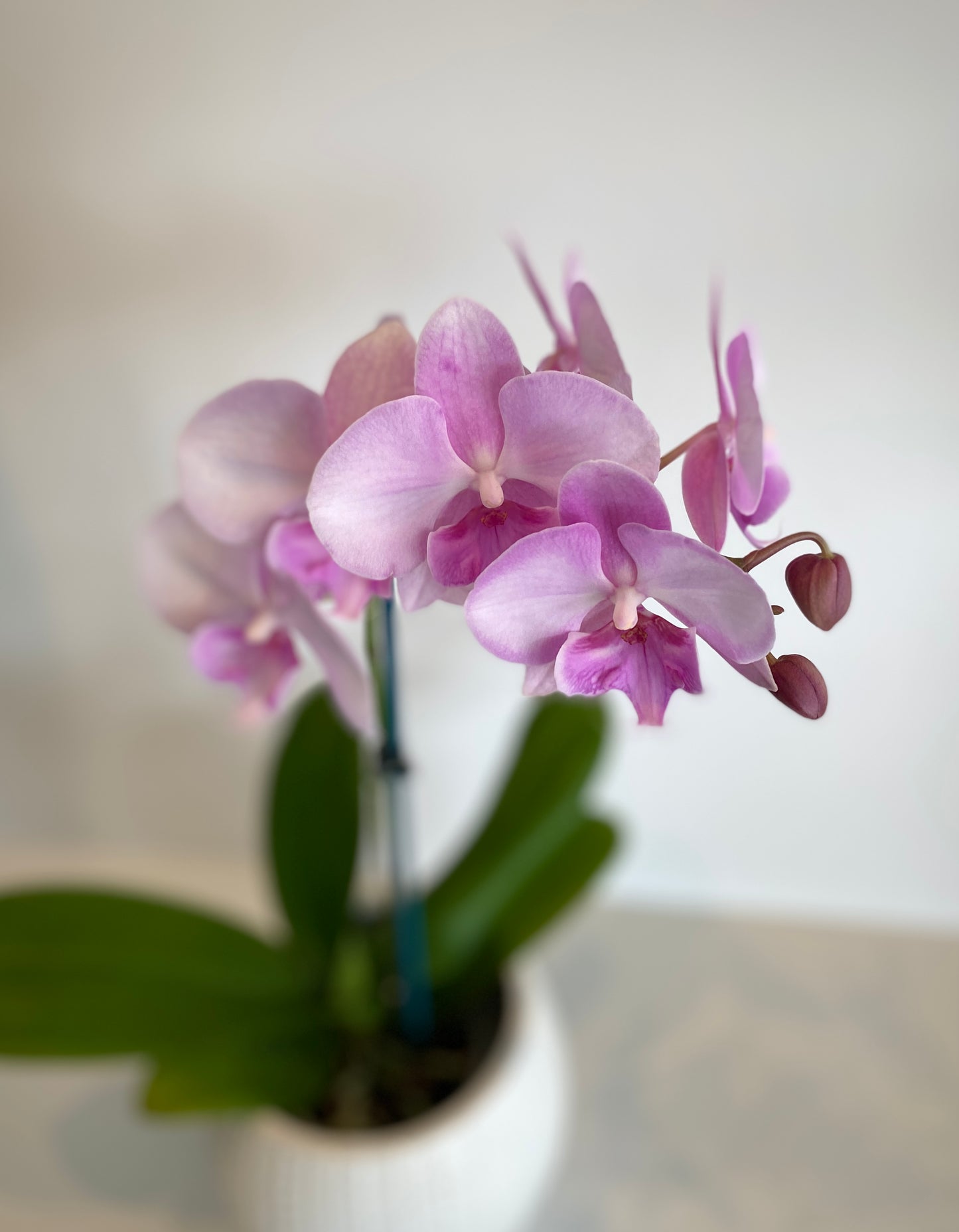 Phalaenopsis Orchid Plant
