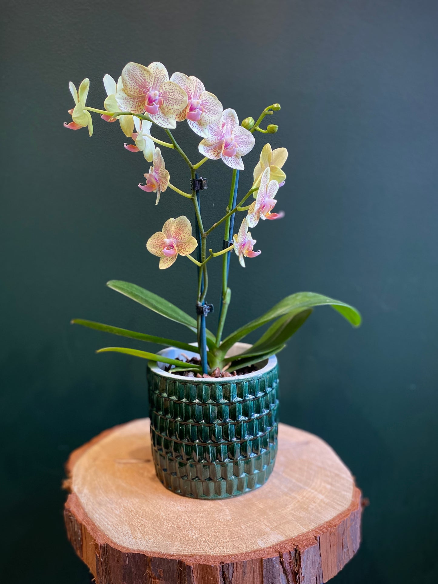 Miniature Phalaenopsis Orchid Plant with Ceramic Pot