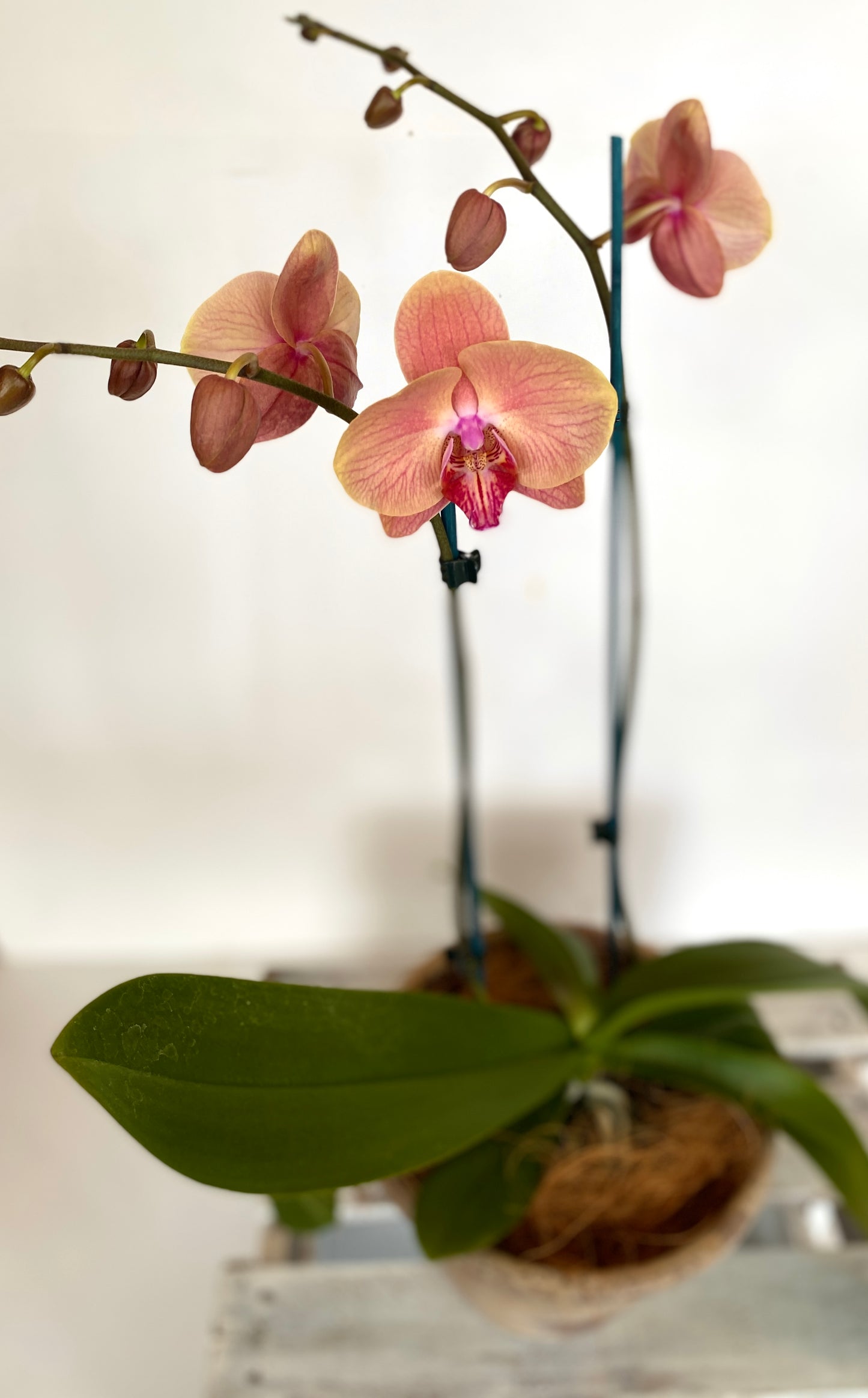 Phalaenopsis Orchid Plant