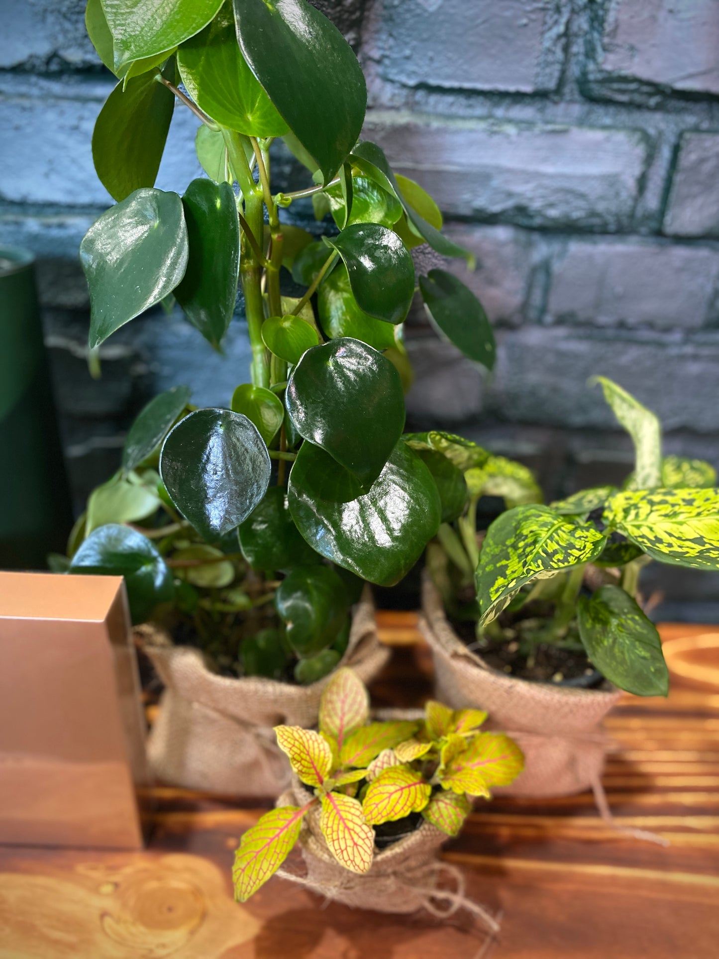 The Gentleman's Grove feat. Glenfiddich & Little Biddy