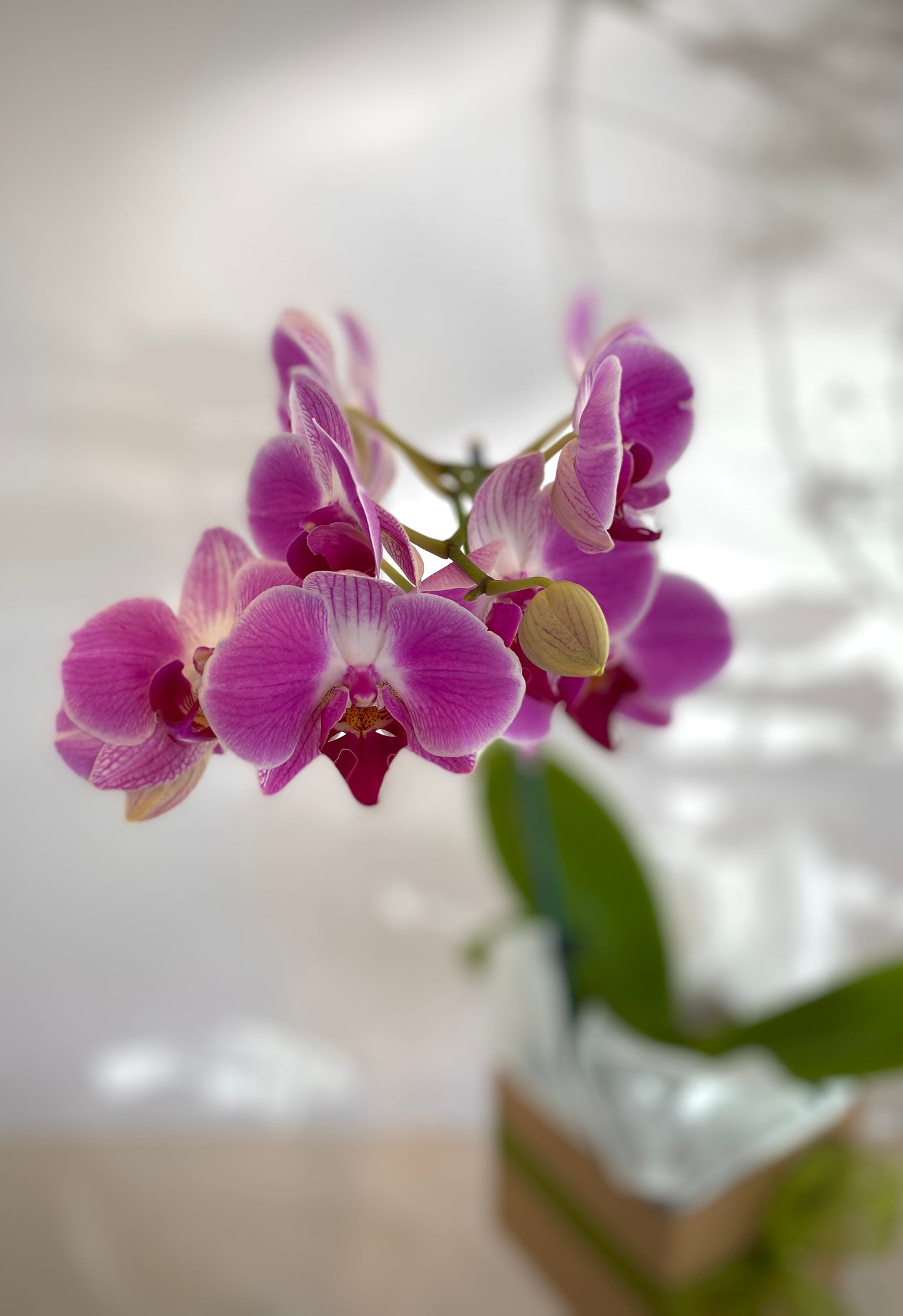 Phalaenopsis Orchid Plant