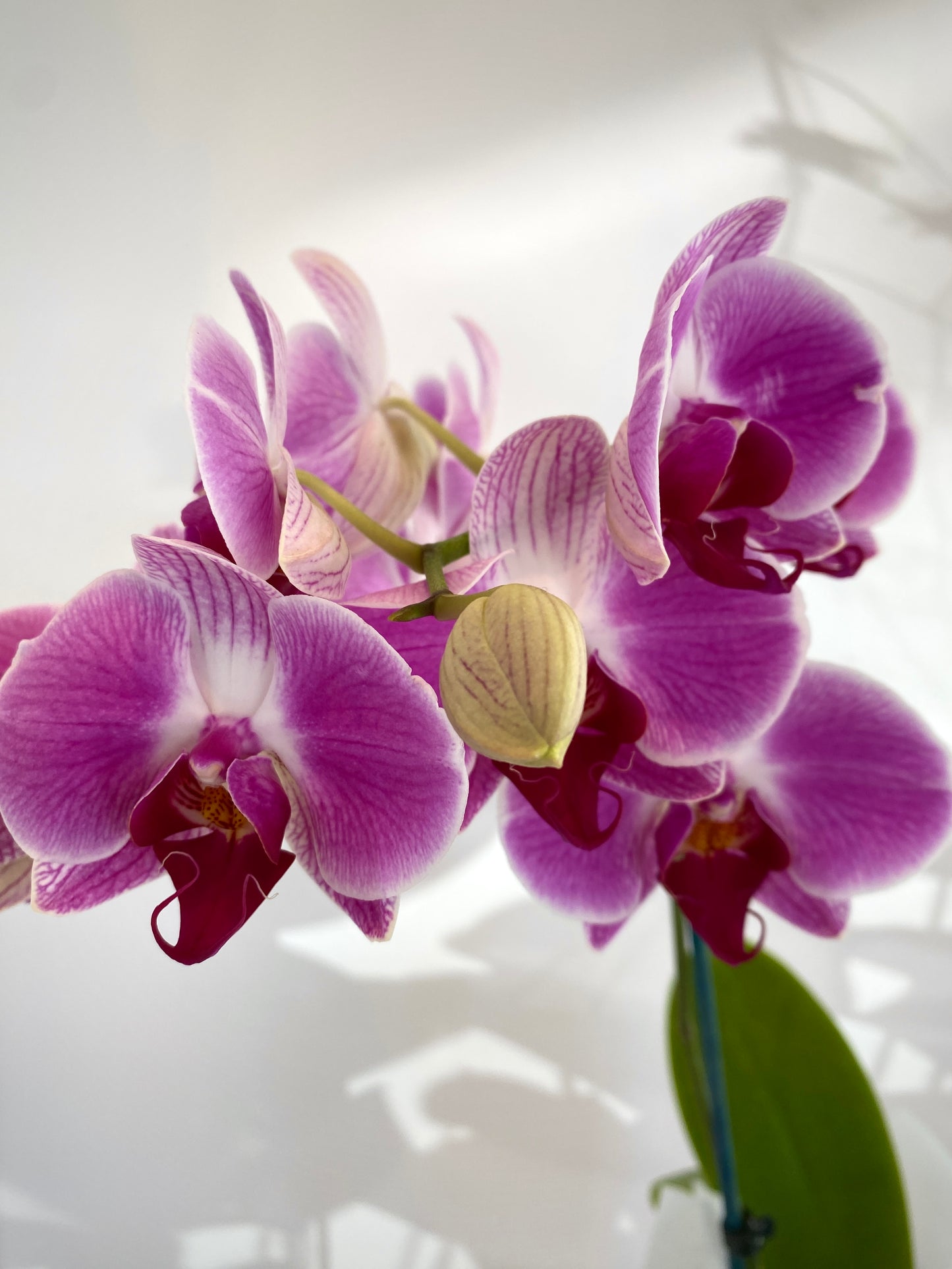 Phalaenopsis Orchid Plant