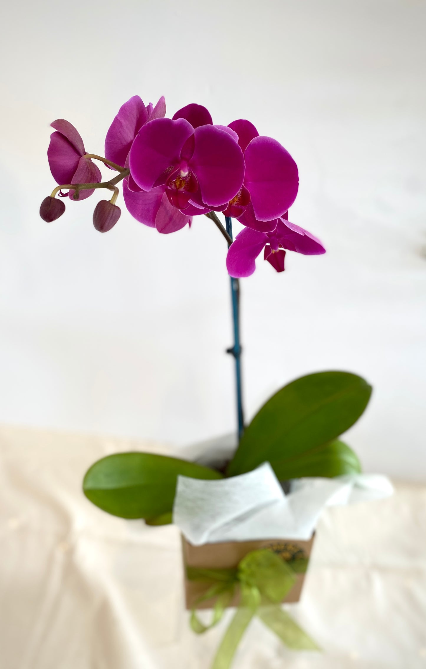 Phalaenopsis Orchid Plant