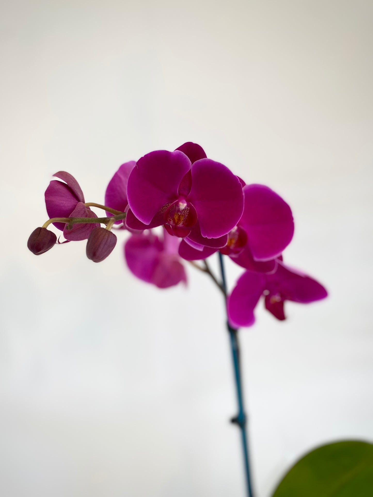 Phalaenopsis Orchid Plant