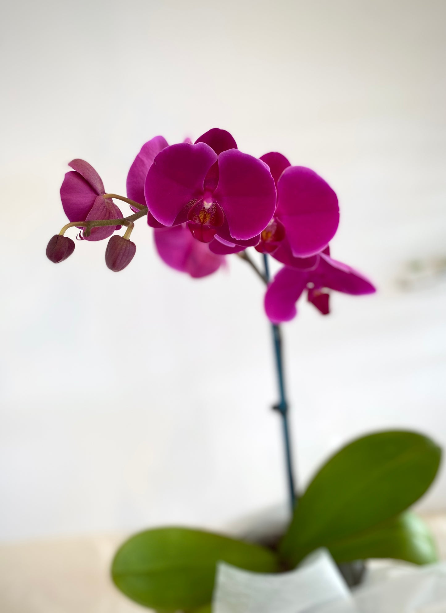 Phalaenopsis Orchid Plant