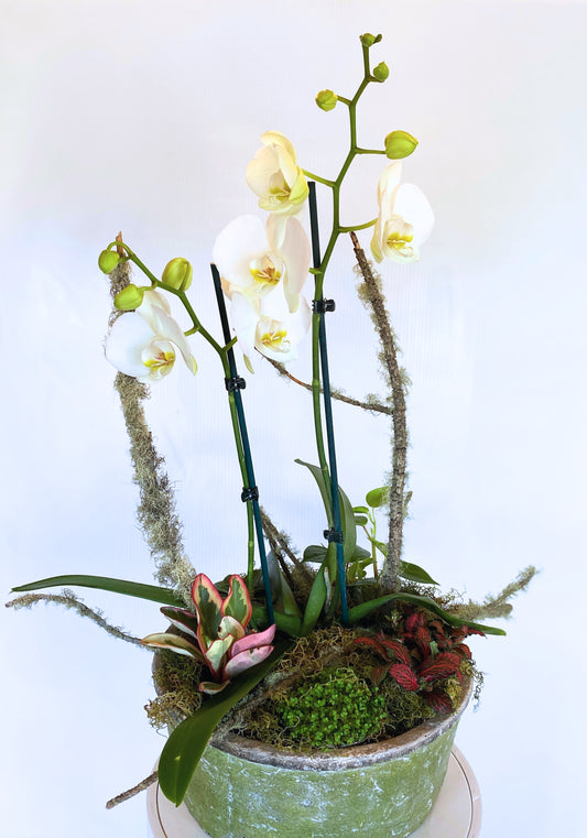 Deluxe Orchid Arrangement | White Double Stem - Large