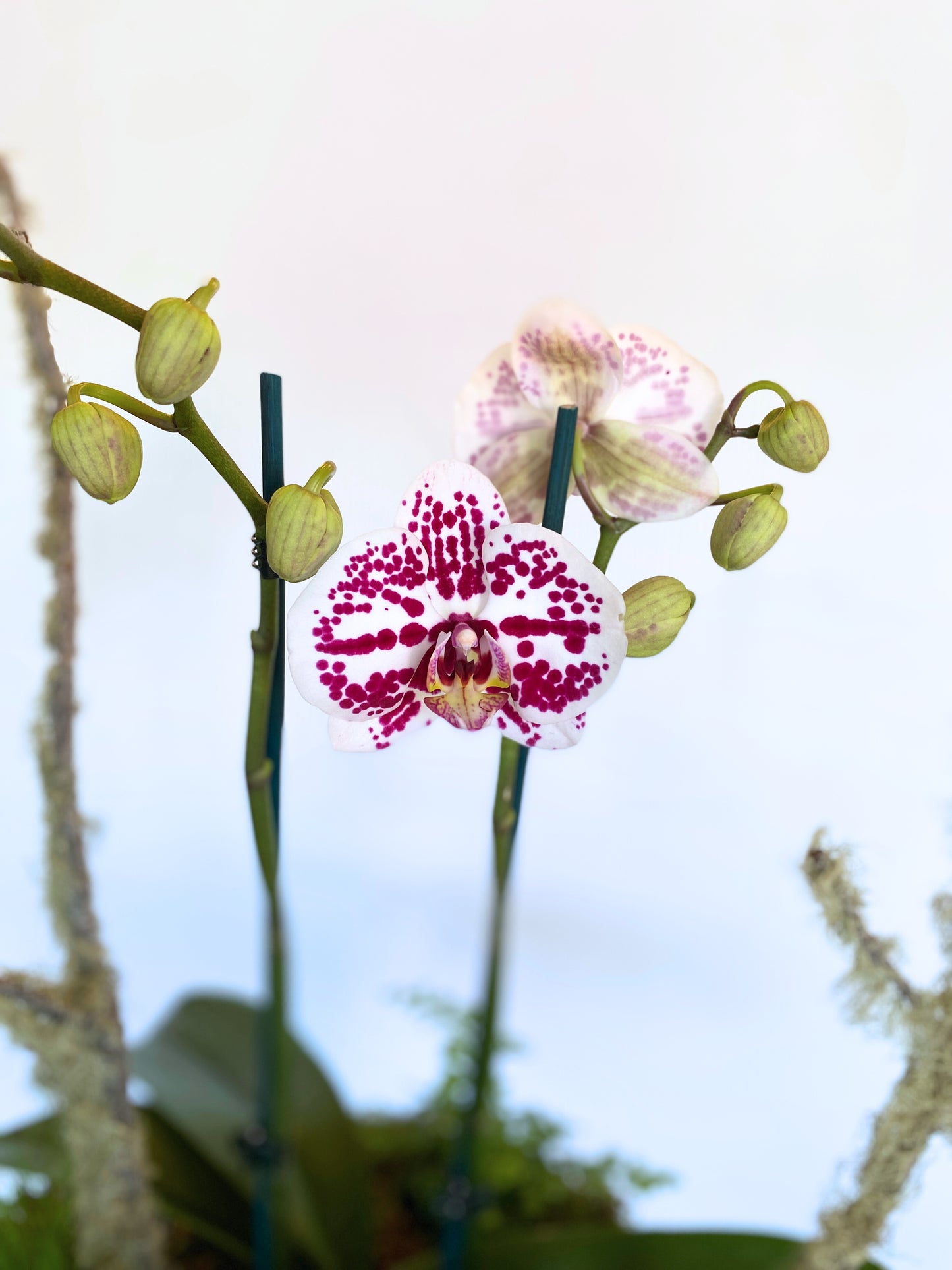 Deluxe Orchid Arrangement | Coloured Double Stem - Large