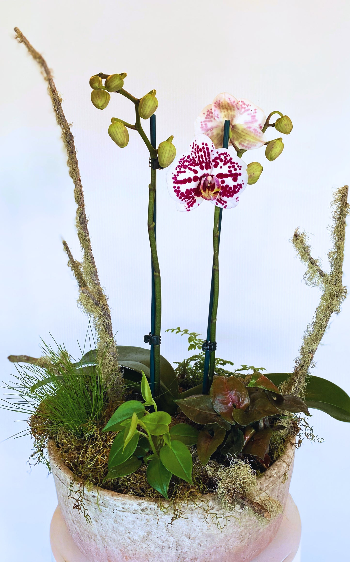 Deluxe Orchid Arrangement | Coloured Double Stem - Large