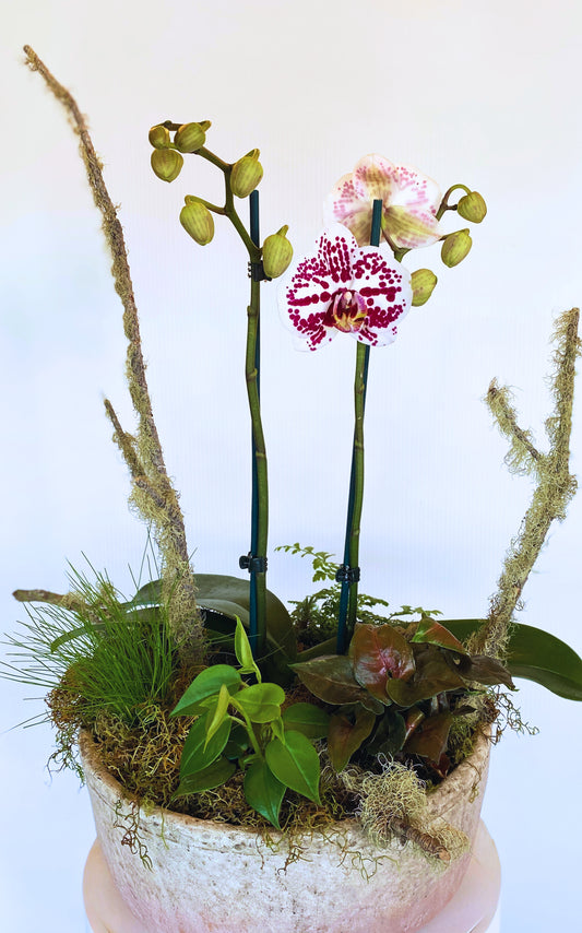 Deluxe Orchid Arrangement | Coloured Double Stem - Large