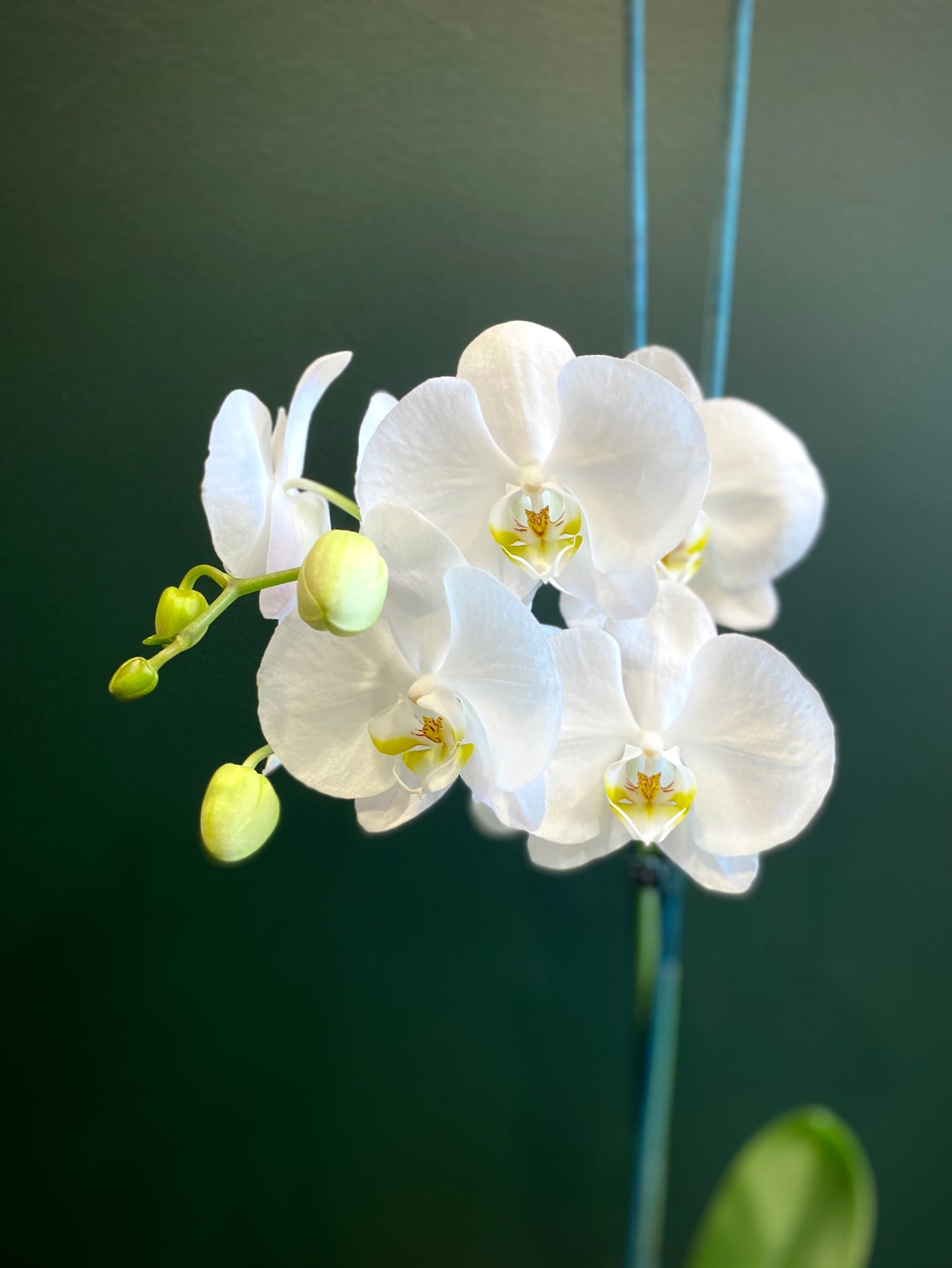 Phalaenopsis Orchid Plant
