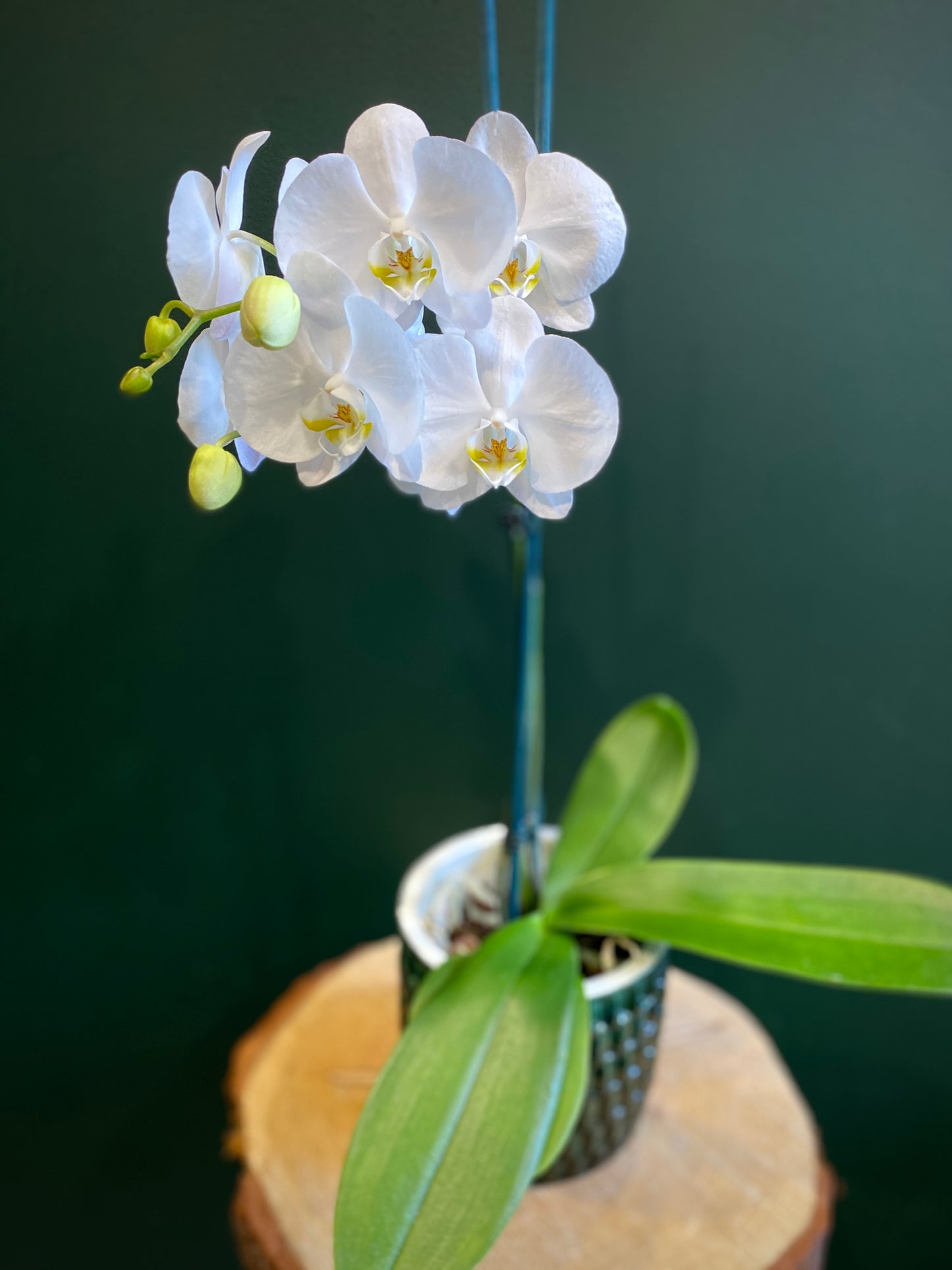Phalaenopsis Orchid Plant