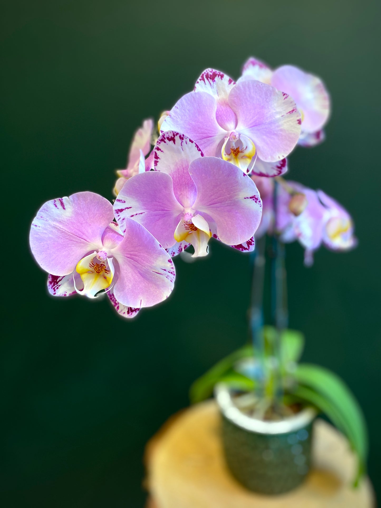 Phalaenopsis Orchid Plant