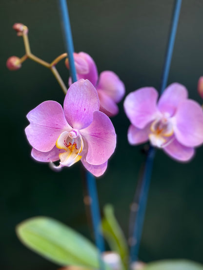 Phalaenopsis Orchid Plant