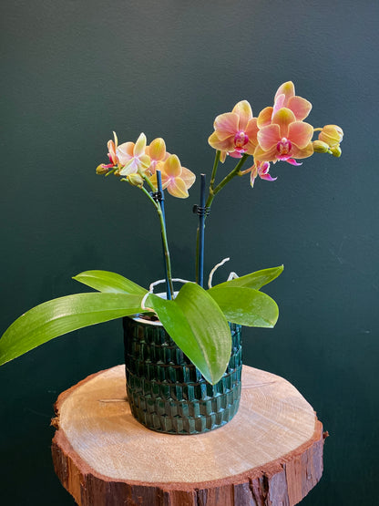 Miniature Phalaenopsis Orchid Plant with Ceramic Pot