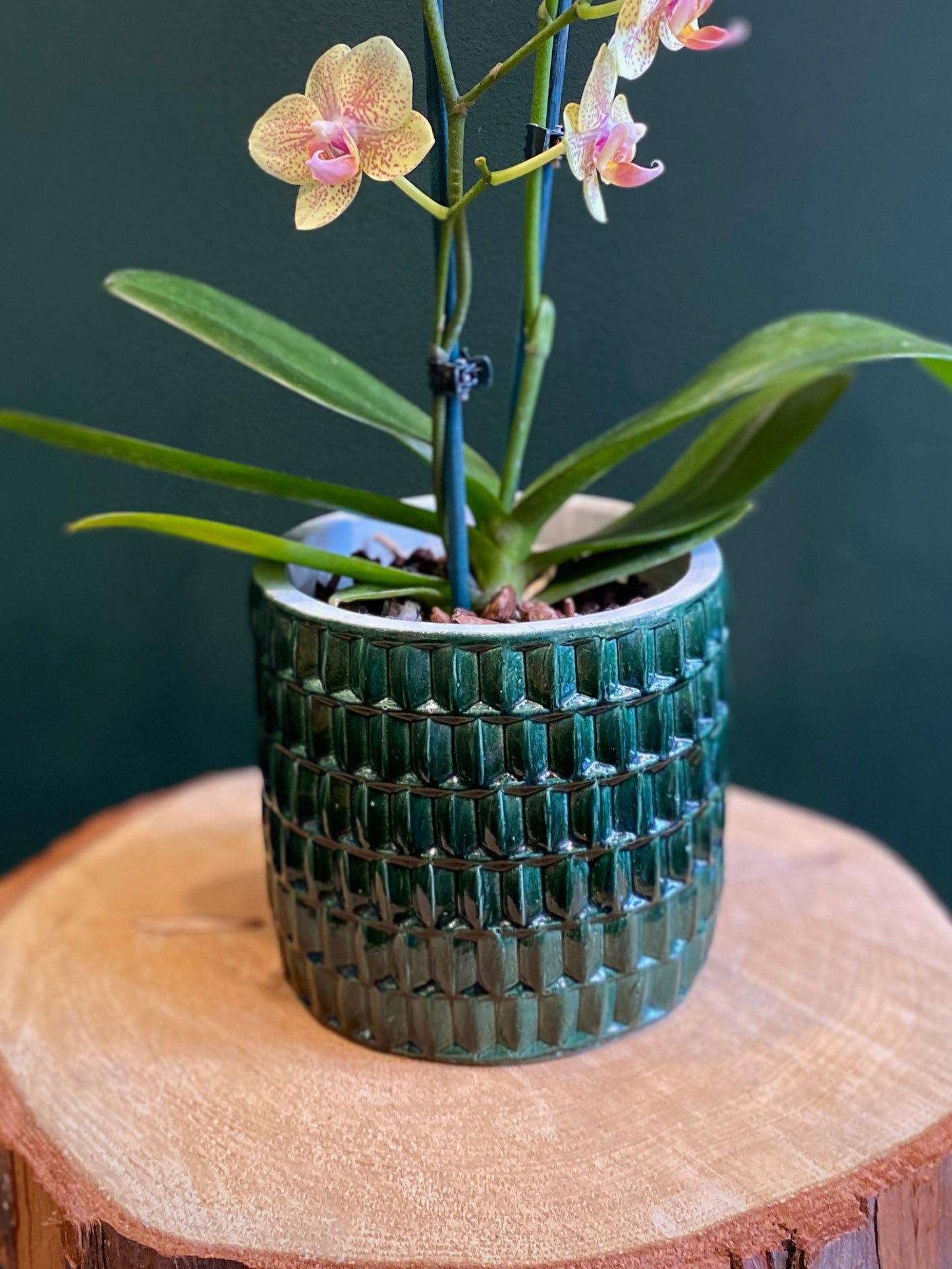 Phalaenopsis Orchid Plant