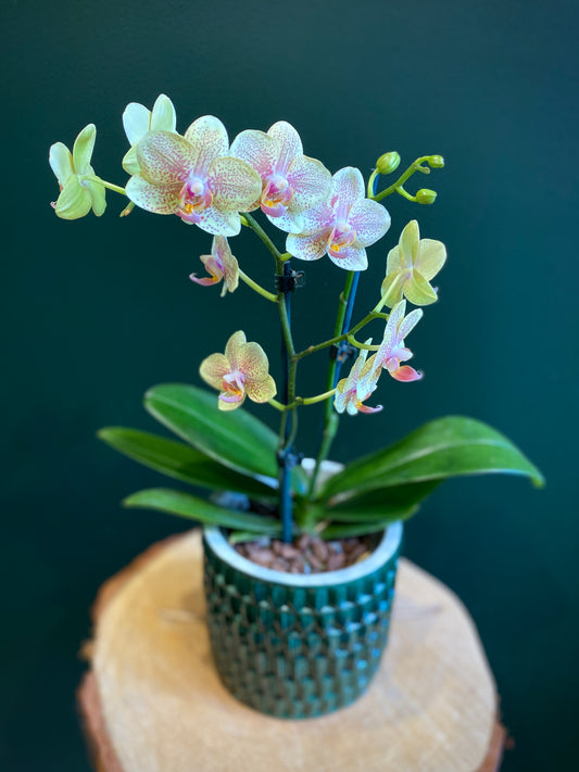 Miniature Phalaenopsis Orchid Plant with Ceramic Pot