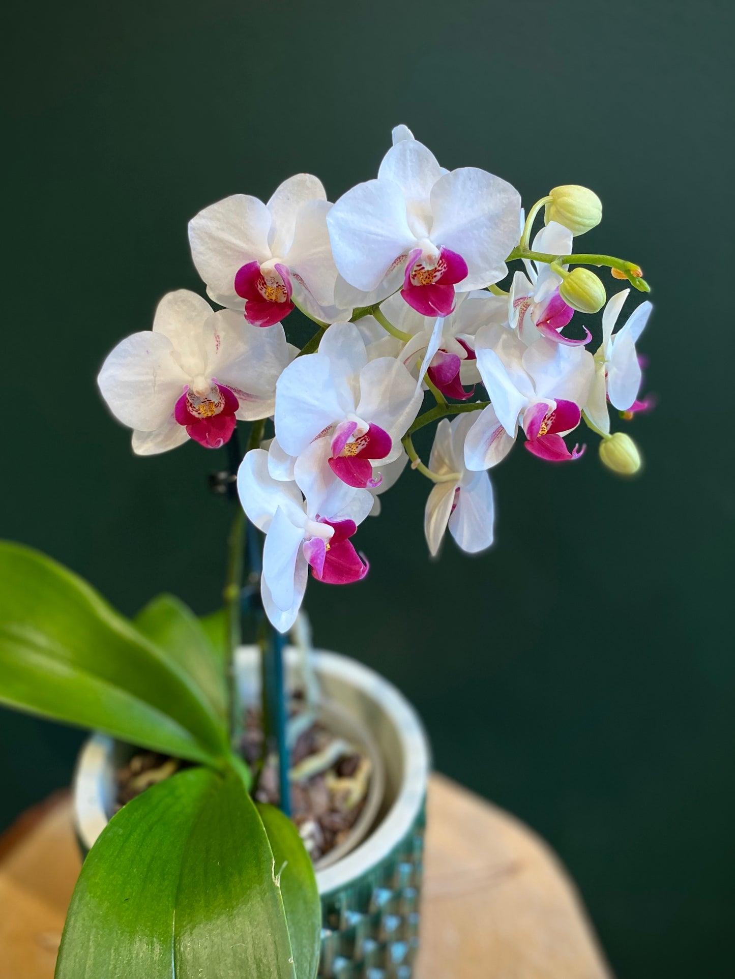 Miniature Phalaenopsis Orchid Plant with Ceramic Pot