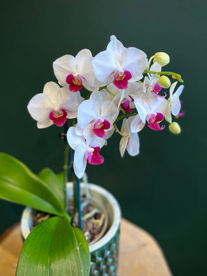 Miniature Phalaenopsis Orchid Plant with Ceramic Pot