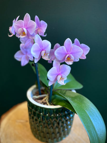 Miniature Phalaenopsis Orchid Plant with Ceramic Pot
