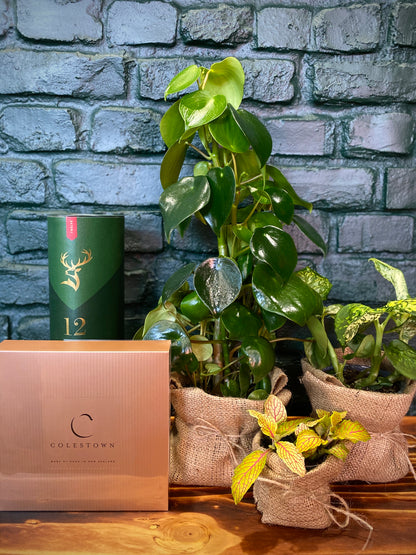The Gentleman's Grove feat. Glenfiddich & Little Biddy