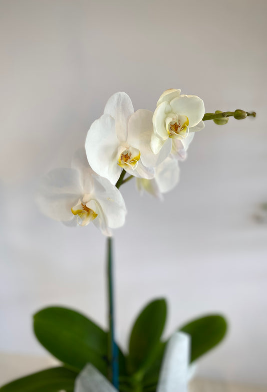 Phalaenopsis Orchid Plant