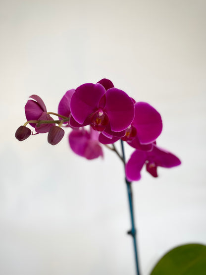 Phalaenopsis Orchid Plant