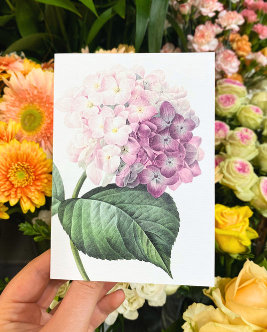 Greeting Card | Pink Hydrangea